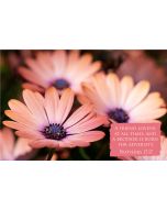A friend loveth at all times, and a brother is born for adversity. (Proverbs 17:17) 

Artwork design features a pretty design of daisy flowers accompanied by bible verse on pink.