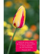 And my soul shall be joyful in the LORD: it shall rejoice in his salvation. (Psalms 35:9) 

Artwork design features a striking design of a yellow and red tulip accompanied by bible verse on red.