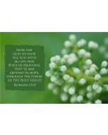 Now the God of hope fill you with all joy and peace in believing, that ye may abound in hope, through the power of the Holy Ghost. (Romans 15:13) 

Artwork design features a refreshing design of a buds accompanied by bible verse on green.