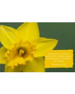 Rejoicing in hope; patient in tribulation; continuing instant in prayer. (Romans 12:12) 

Artwork design features a joyful design of a yellow daffodil flower accompanied by bible verse on yellow.