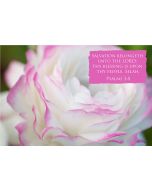 Salvation belongeth unto the LORD: thy blessing is upon thy people. Selah. (Psalms 3:8) 

Artwork design features a artistic design of a white and pink rose accompanied by bible verse on pink.