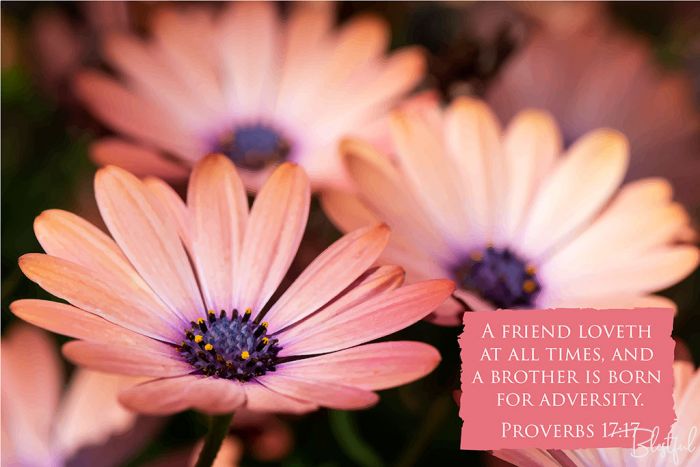A Friend Loveth At All Times And A Brother Is Born For Adversity (Proverbs 17:17) - A friend loveth at all times, and a brother is born for adversity. (Proverbs 17:17) 

Artwork design features a pretty design of daisy flowers accompanied by bible verse on pink.
