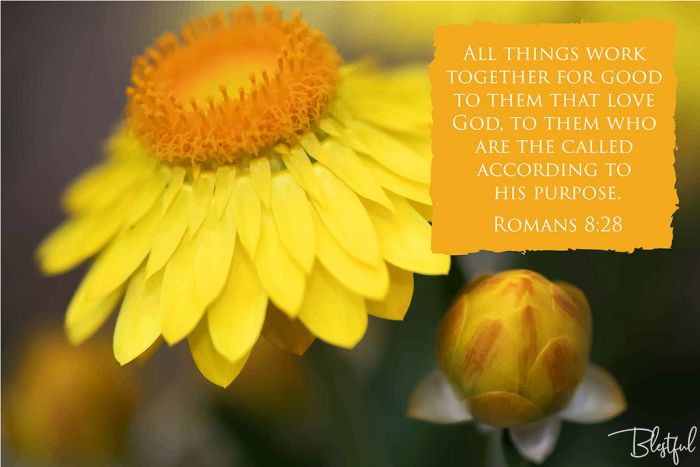 All Things Work Together For Good To Them That Love God (Romans 8:28) - All things work together for good to them that love God, to them who are the called according to his purpose. (Romans 8:28) 

Artwork design features a stunning design of a yellow flower accompanied by bible verse on yellow.
