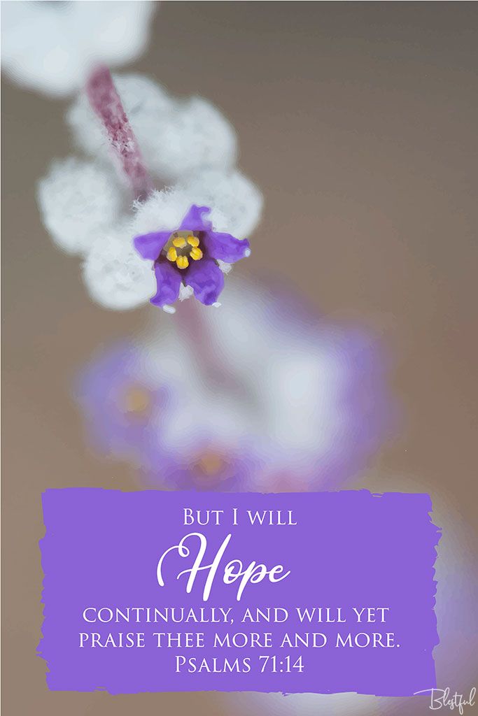 But I Will Hope Continually (Psalm 71:14) - But I will hope continually, and will yet praise thee more and more. (Psalms 71:14) 

Artwork design features a delicate design of wildflowers blooming accompanied by bible verse on purple.