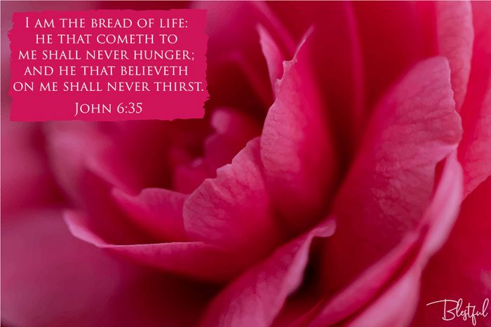 I Am The Bread Of Life (John 6:35) - I am the bread of life: he that cometh to me shall never hunger; and he that believeth on me shall never thirst. (John 6:35) 

Artwork design features a beautiful design of a red rose accompanied by bible verse on red.