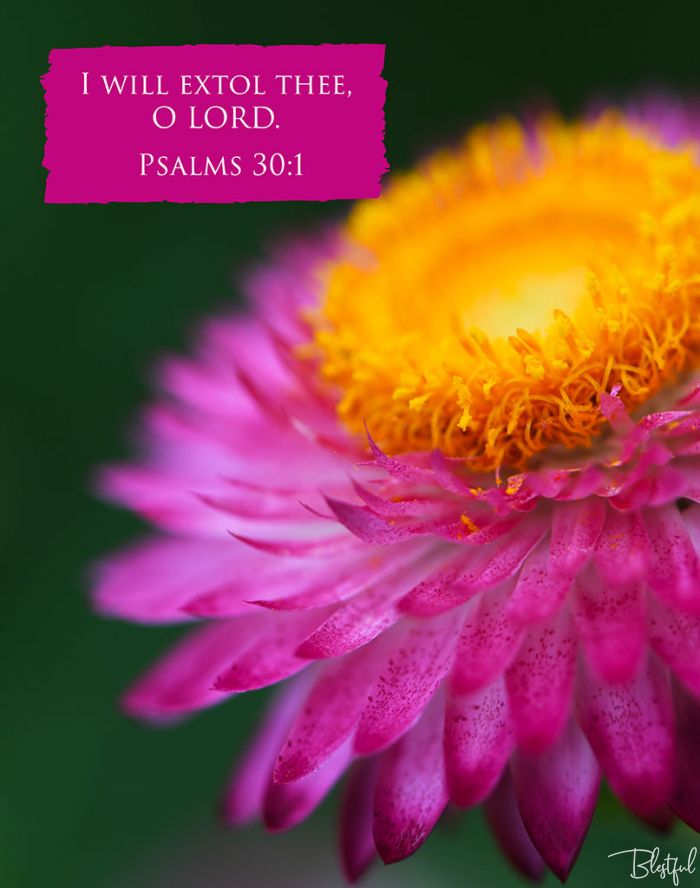 I Will Extol You O Lord (Psalm 30:1) - I will extol You, O Lord (Psalms 30:1) 

Artwork design features a beautiful design of a pink paper daisy accompanied by bible verse on pink.