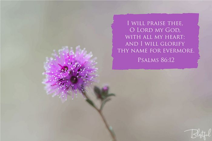 I Will Praise Thee O Lord My God With All My Heart (Psalm 86:12) - I will praise thee, O Lord my God, with all my heart: and I will glorify thy name for evermore. (Psalms 86:12) 

Artwork design features a dainty design of a purple flower accompanied by bible verse on purple.