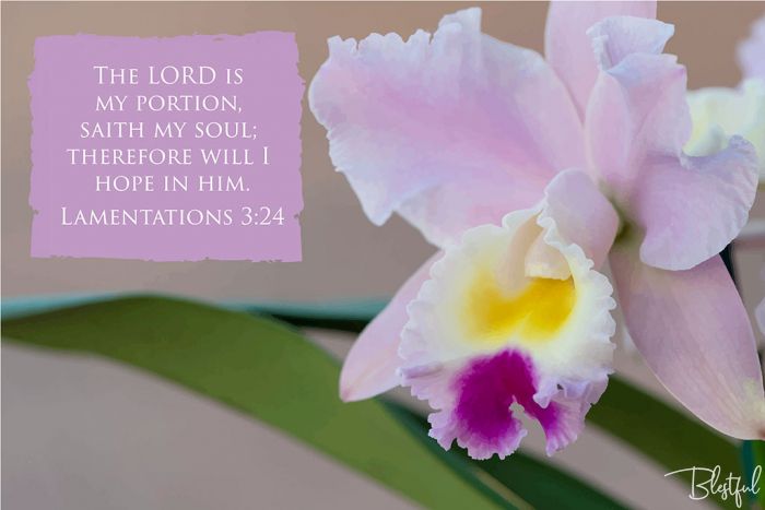 The Lord Is My Portion Saith My Soul (Lamentations 3:24) - The Lord is my portion, saith my soul; therefore will I hope in him. (Lamentations 3:24) 

Artwork design features a gorgeous orchid accompanied by bible verse on mauve.